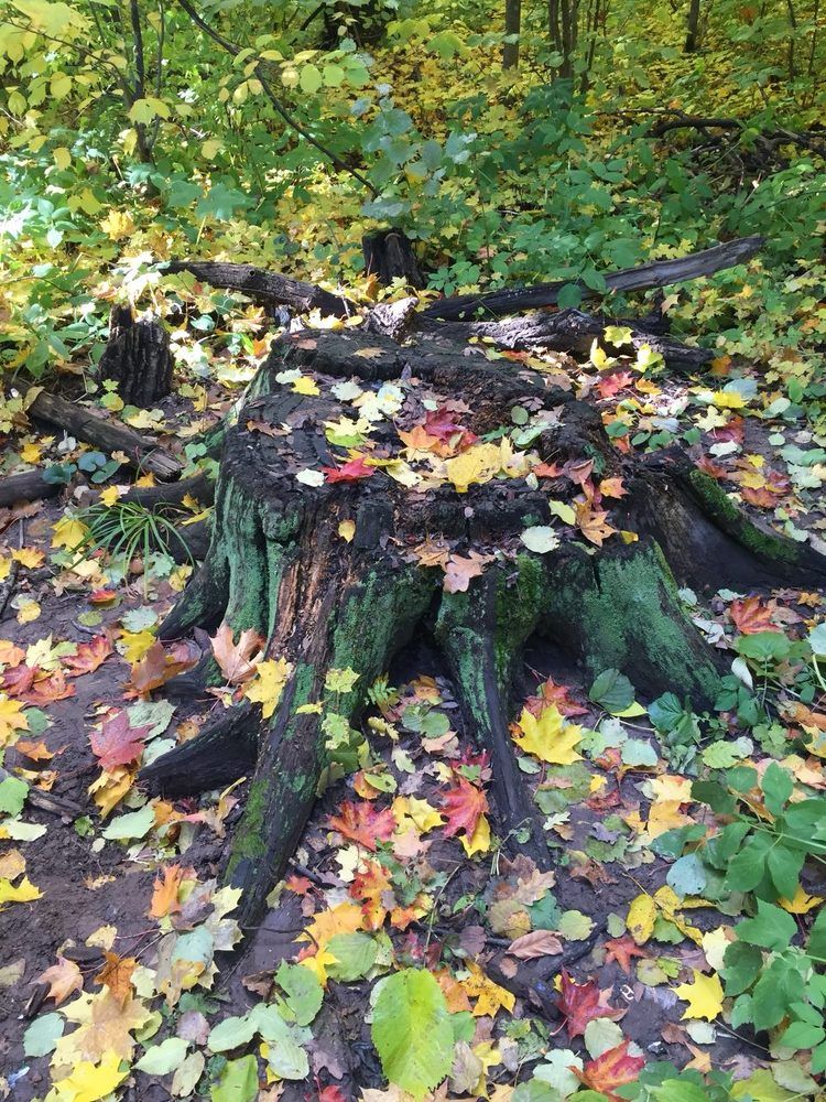 Краски осени