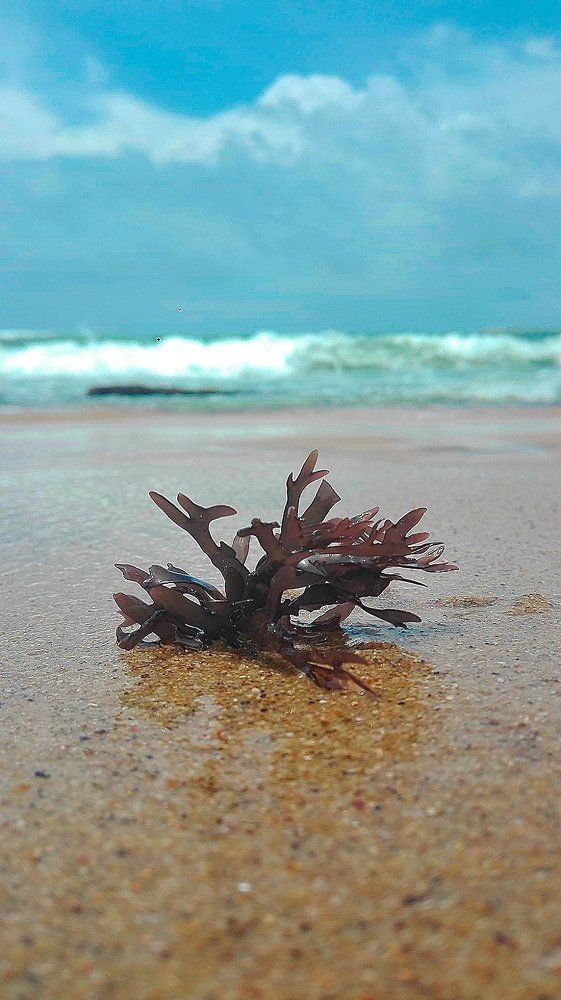 Plant of sea