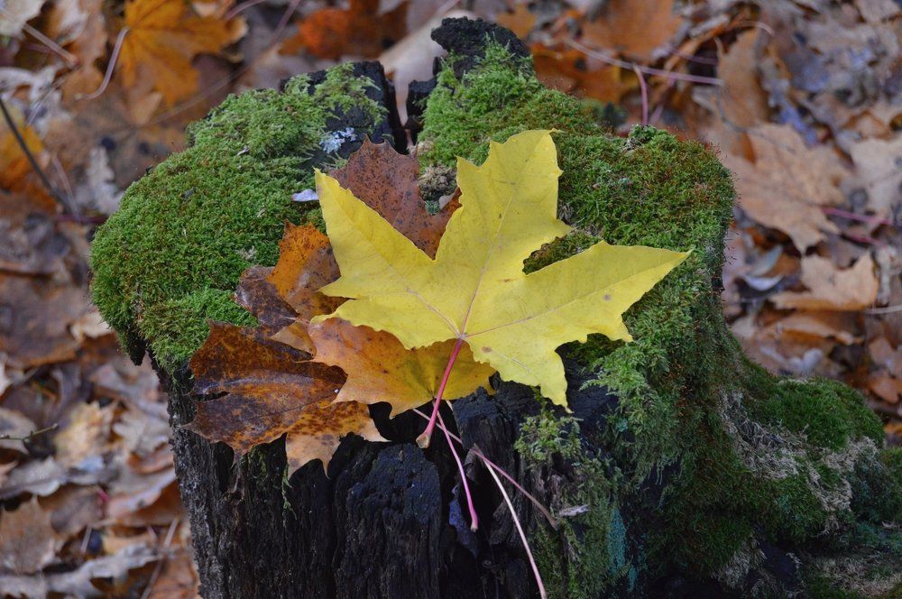 Фотография автора тимакова  нина