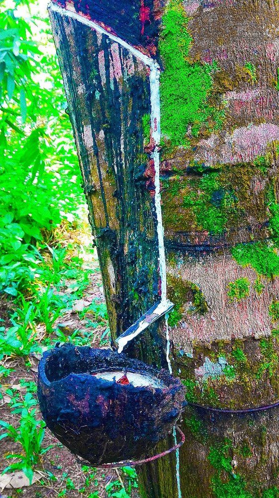 Rubber tree