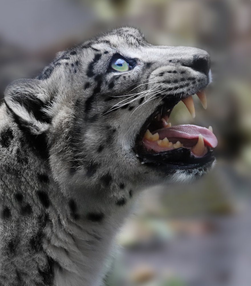 снежный барс