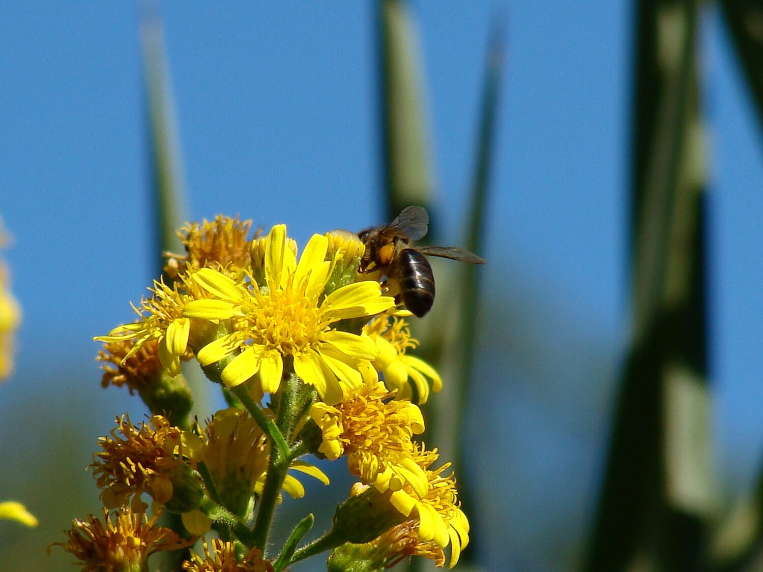 bees