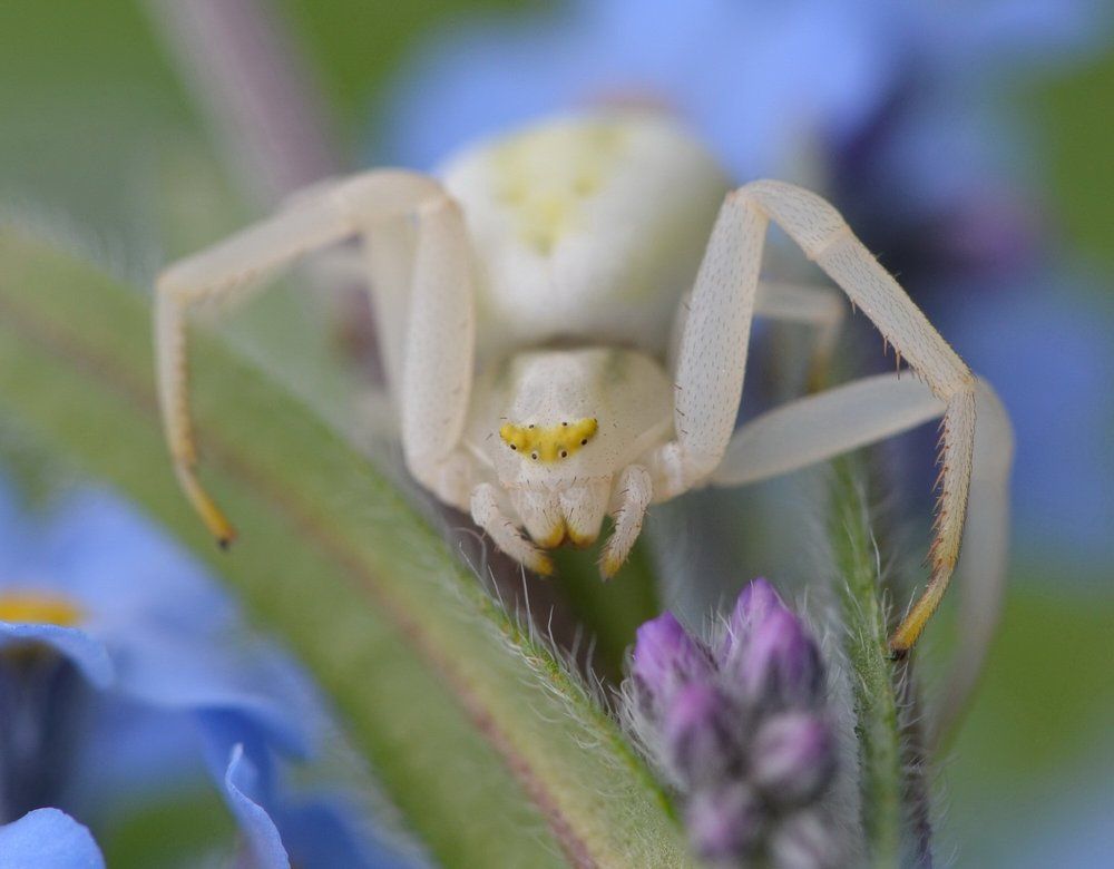 Цветочный паучок.