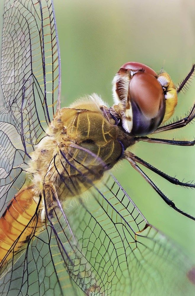 The Exotic Dragonfly