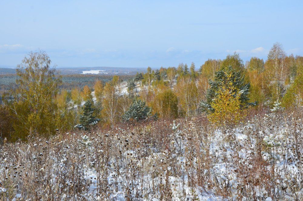 Заснеженная золотая осень
