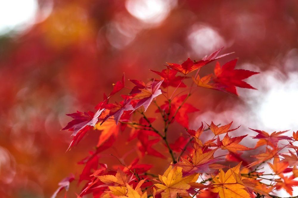 Костер ноября