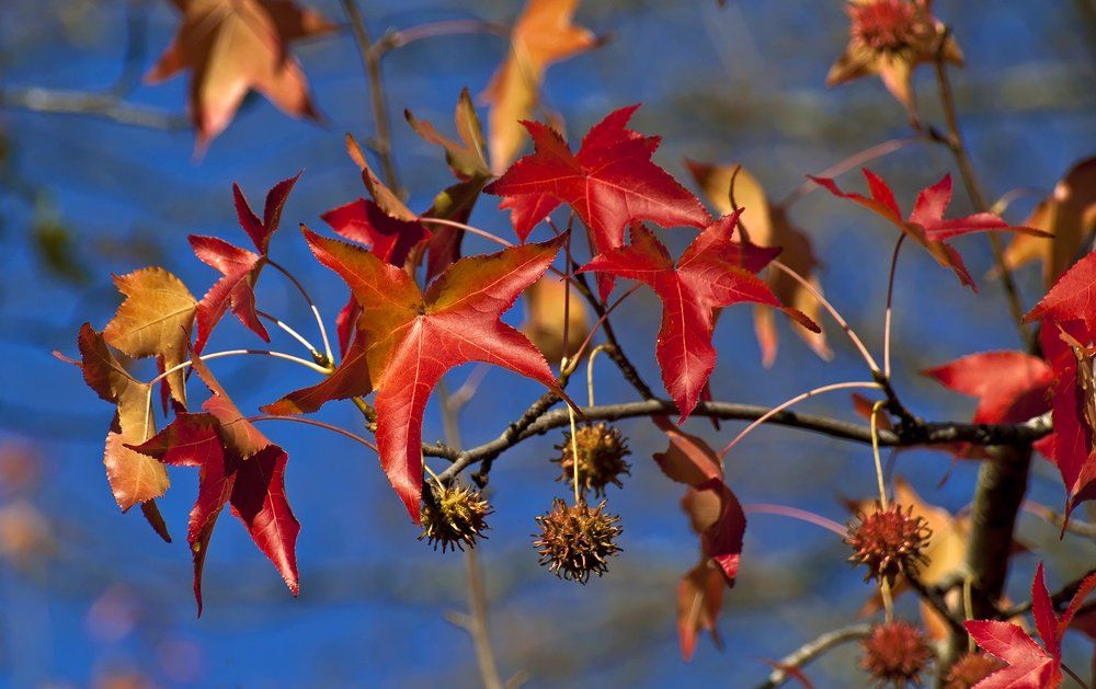 Осенние узоры