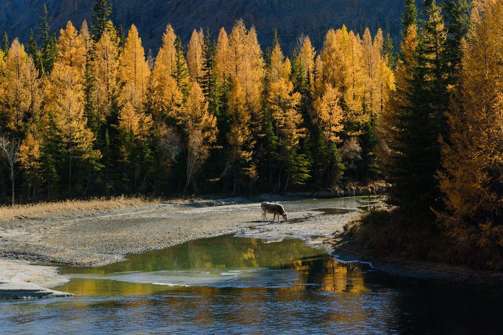 Золотая осень в Горном Алтае