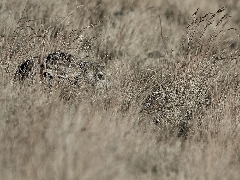 Чтобы выжить