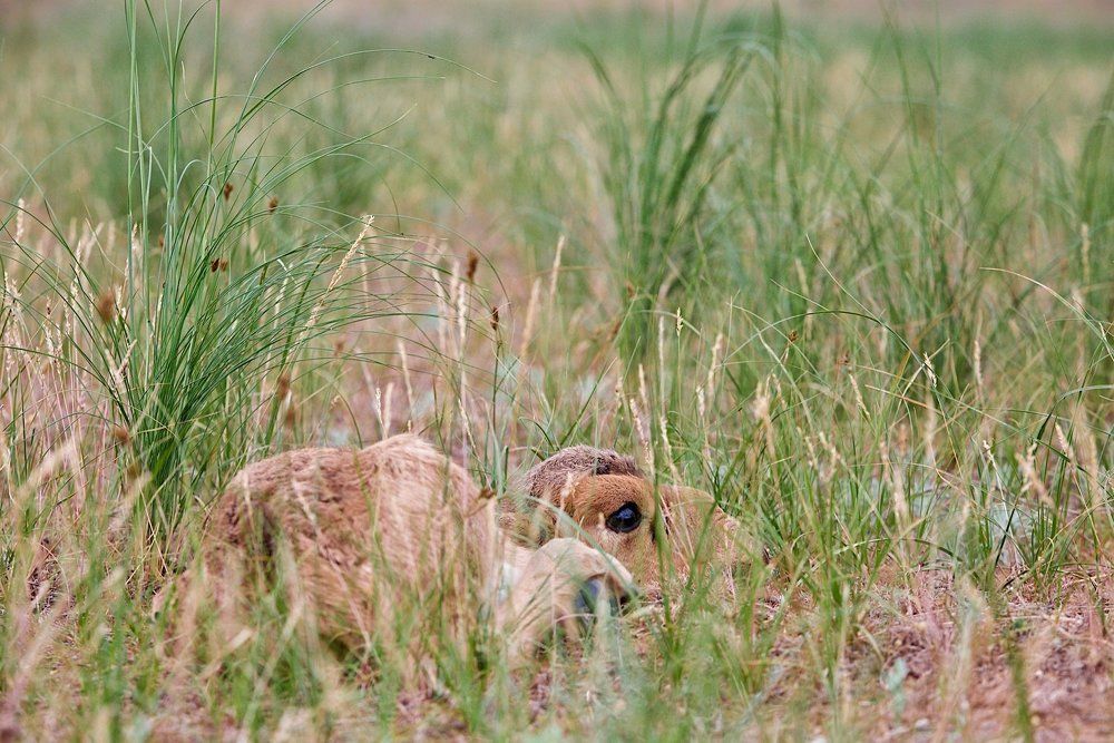 Тише воды, ниже травы