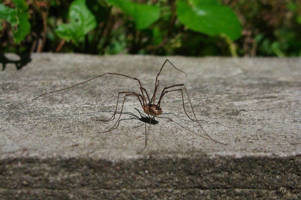 Городской паук