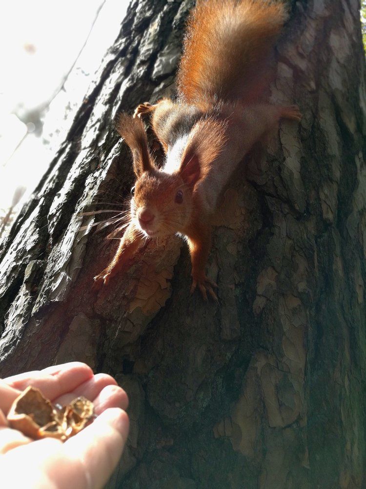 Ручная белка