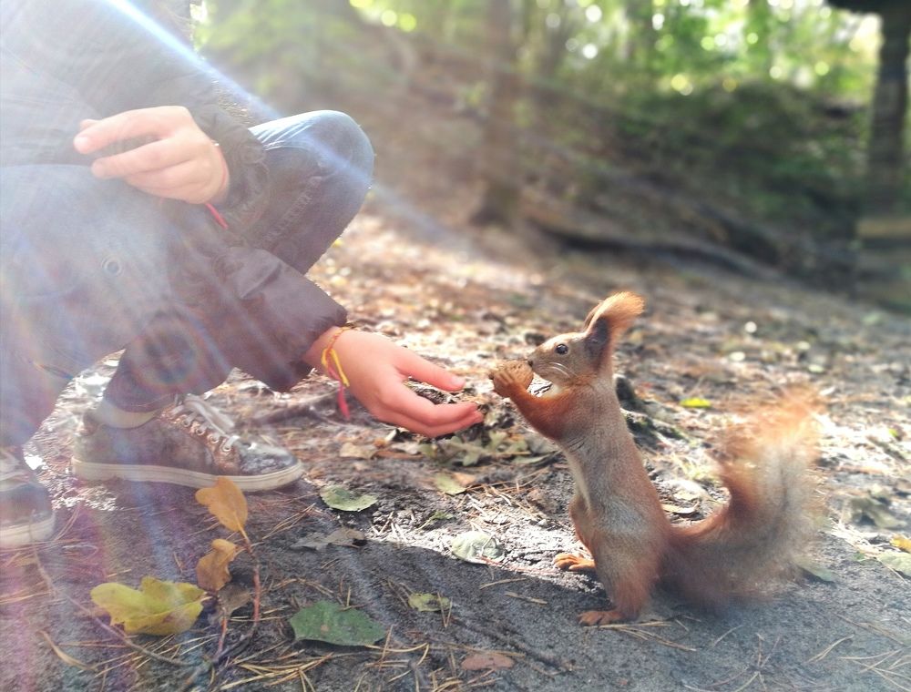 Безстрашная белка