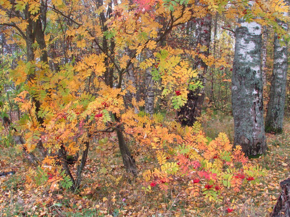 Костер рябины красной