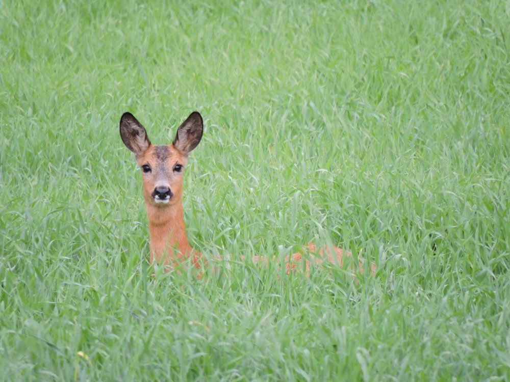 Косуля во ржи
