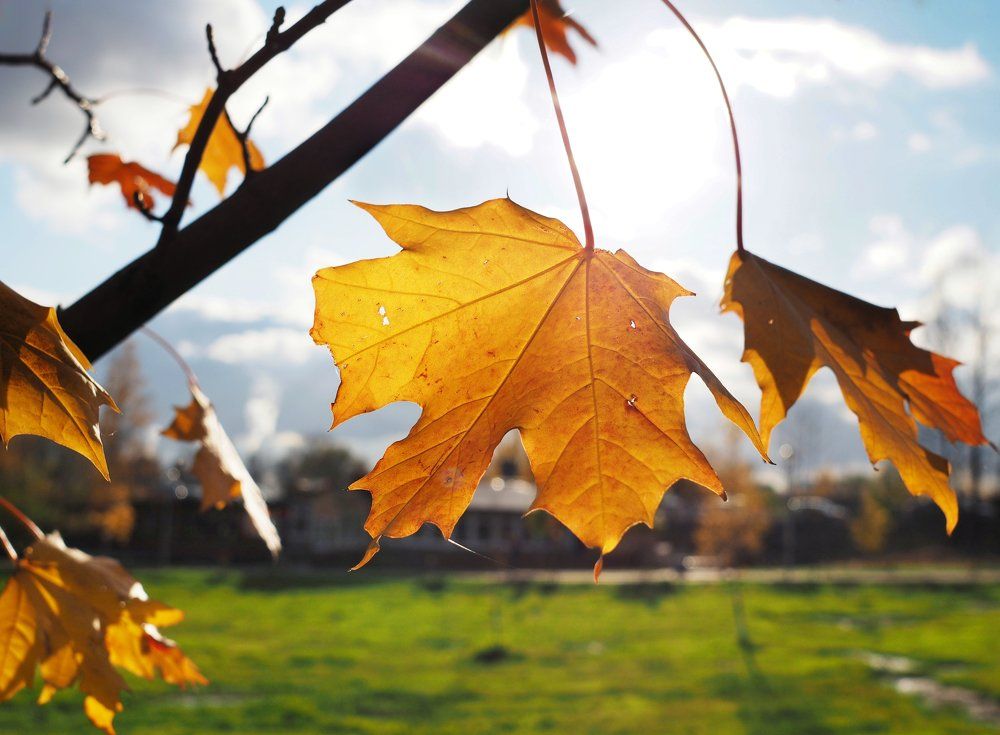 Желтый лист осенний