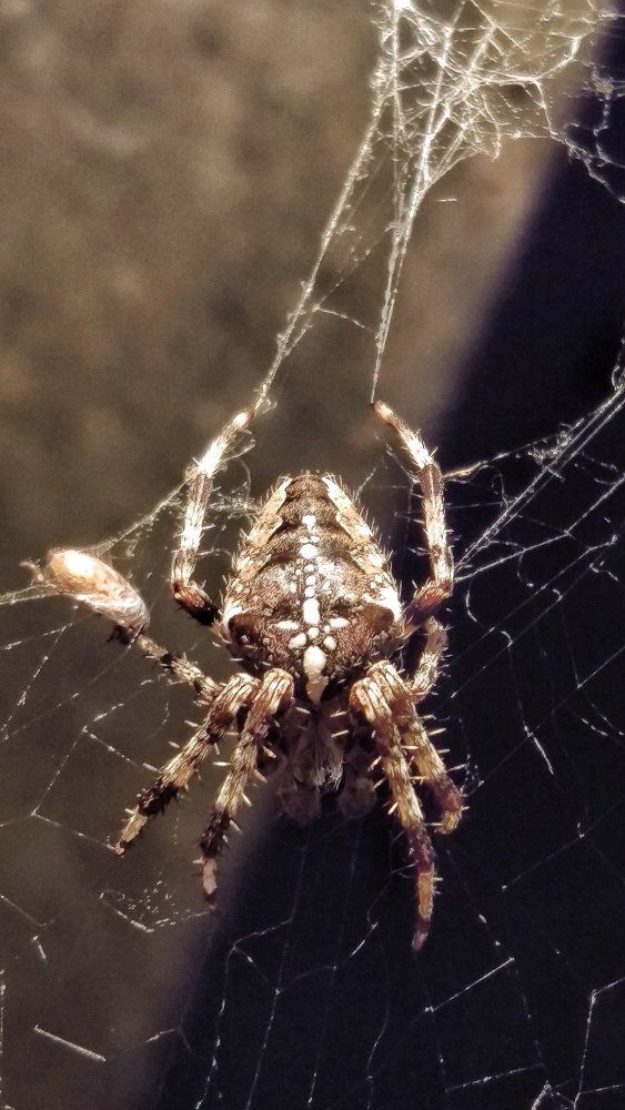Amazing spider