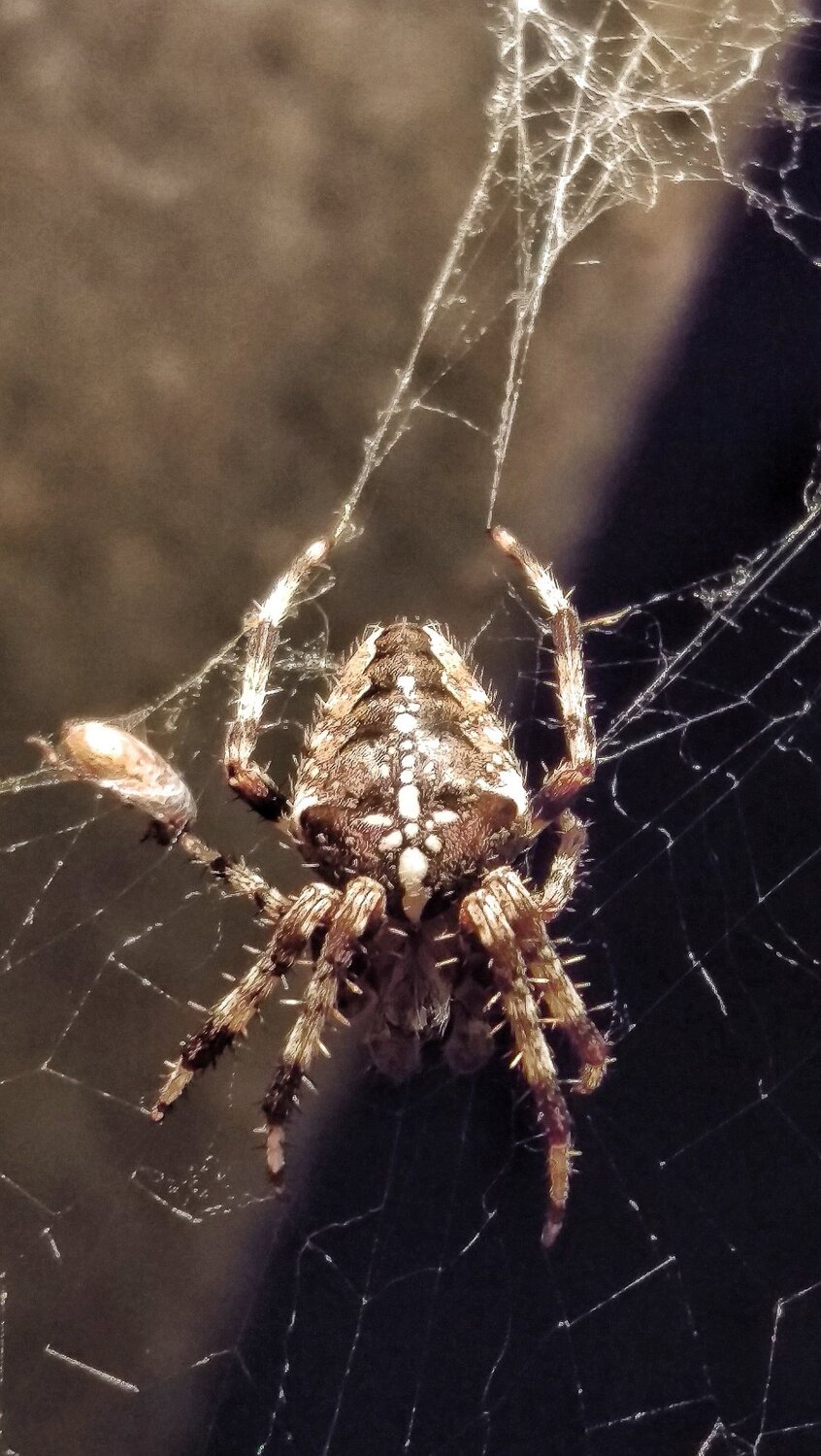 Amazing spider
