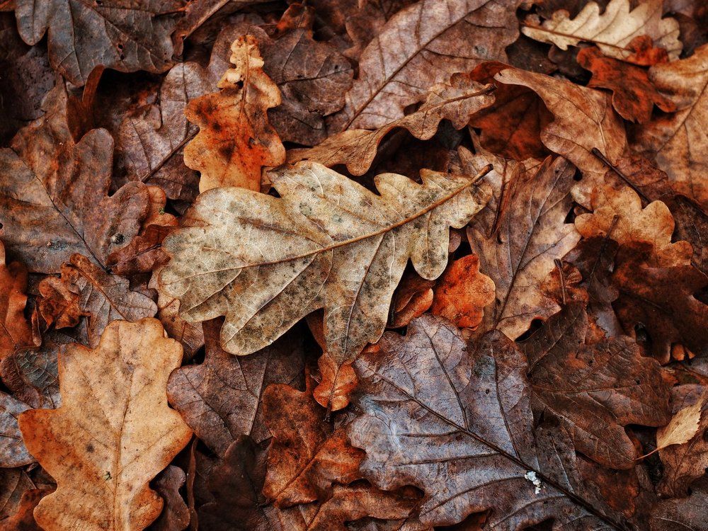 Осенние узоры