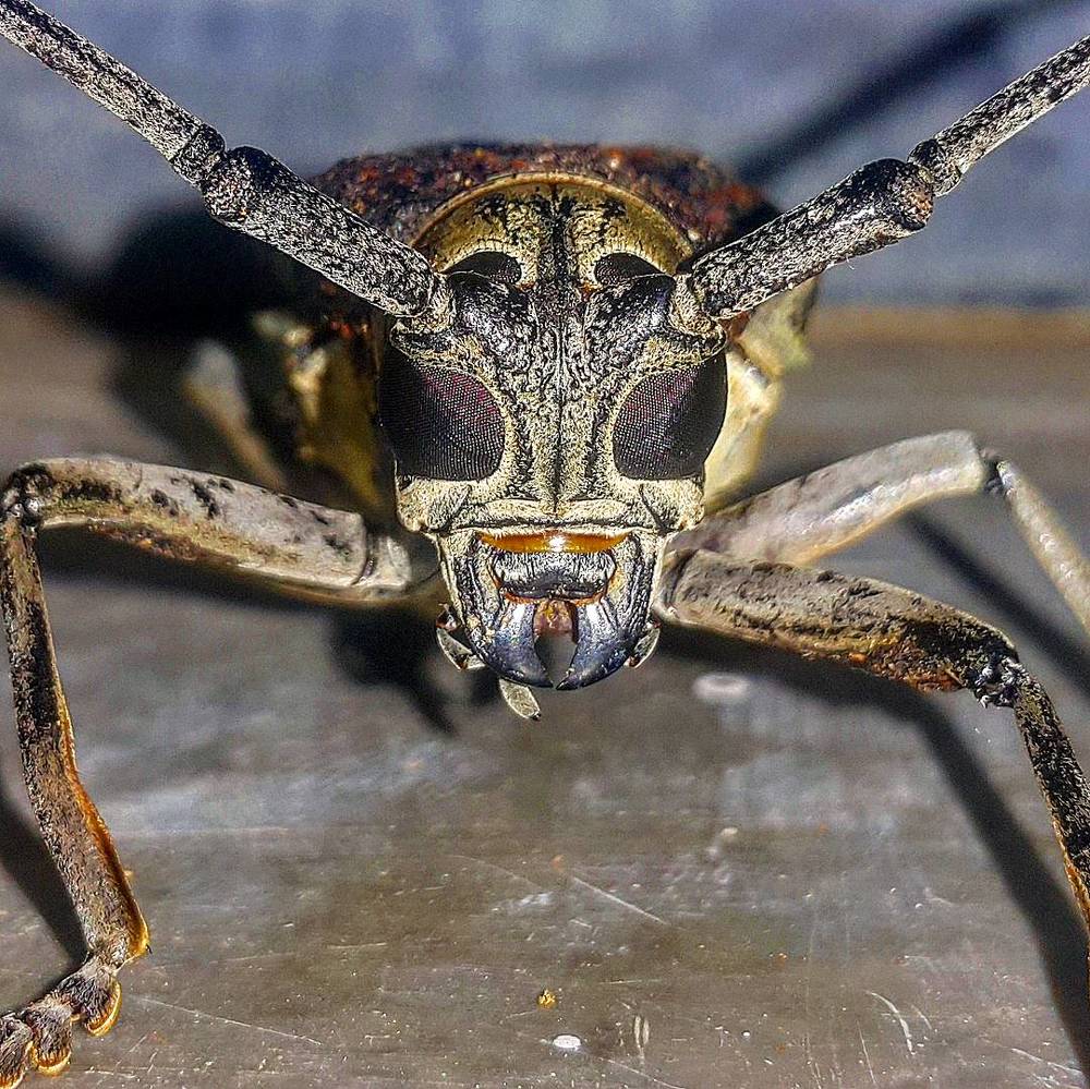 Bug