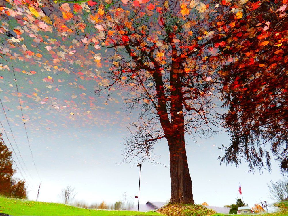 Ghost tree reflection  upside down