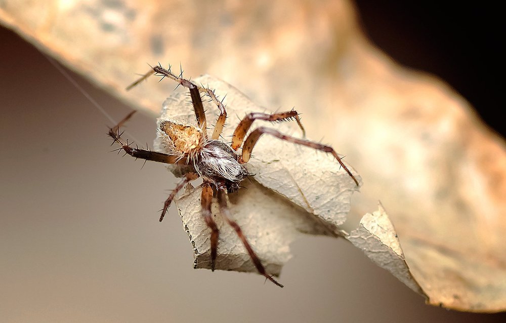 Photograph by nailul