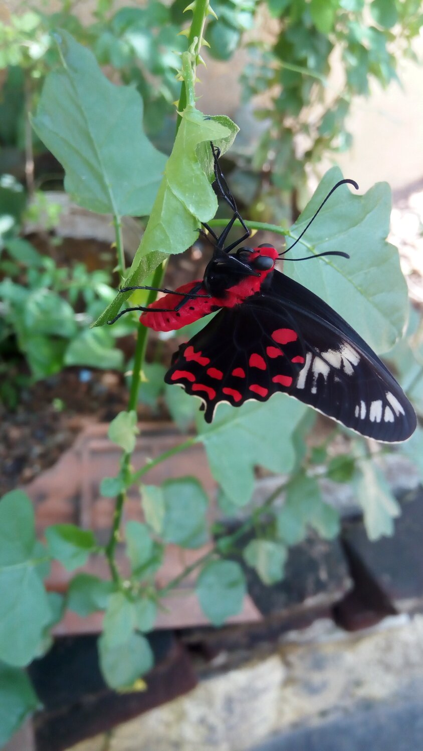 Black & red combo