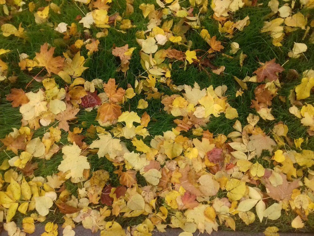 Золотиста корона осені