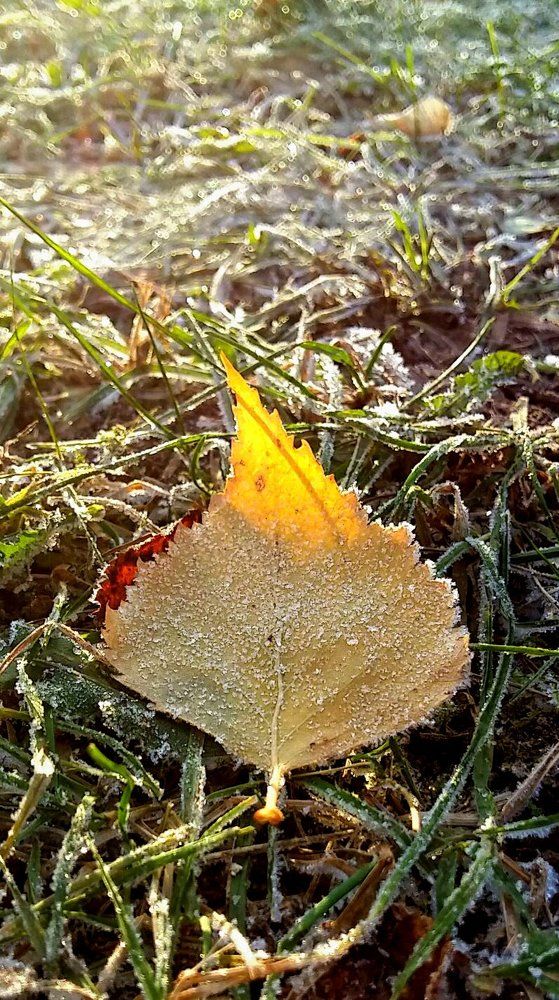 Лист и солце