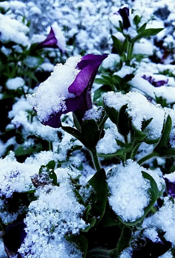 Первый осенний снег