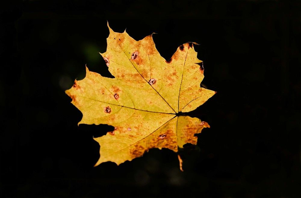 Солнечный листик