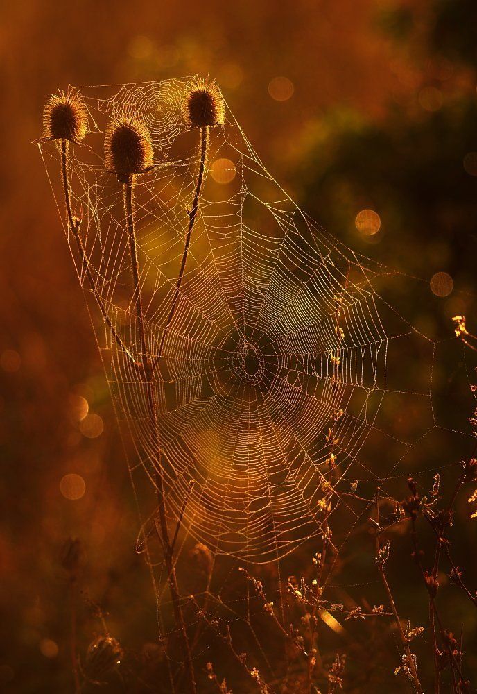 a cobweb morning