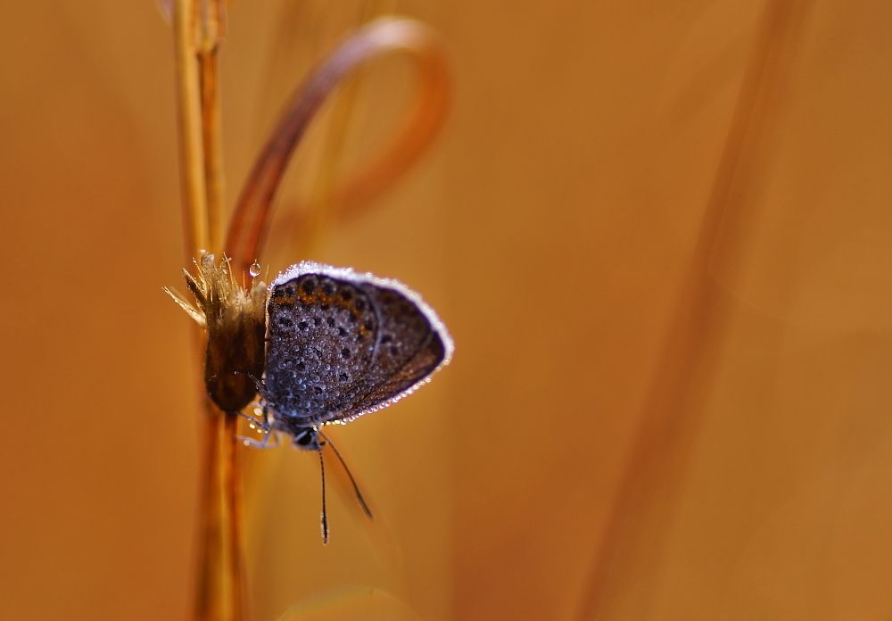 a morning dew and butterfly