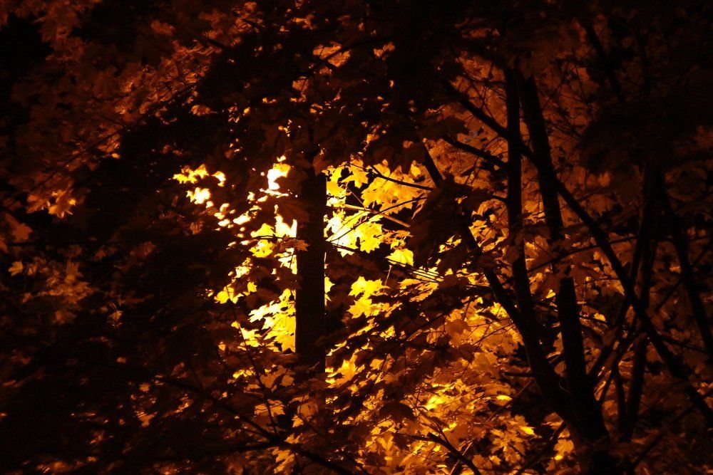 Золото осени