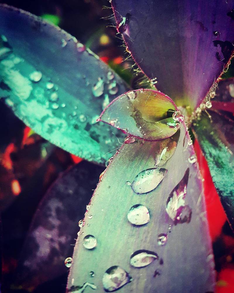 Photograph by Nabeela Raheem