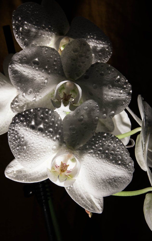 White orchid