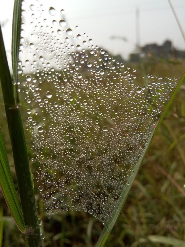 Diamond wall of nature
