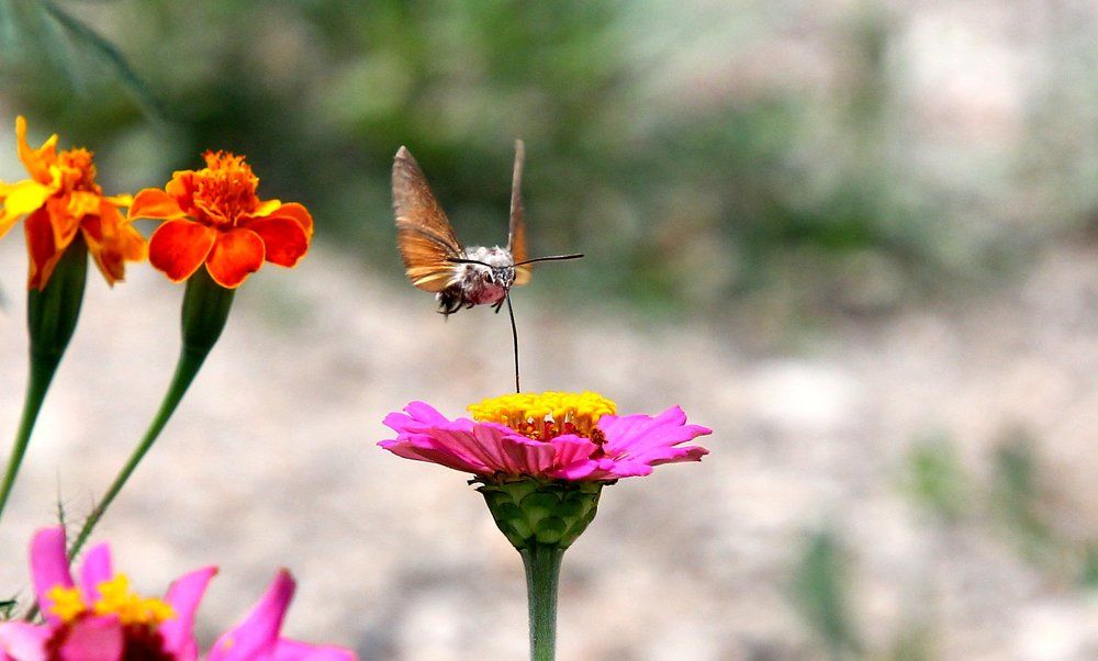 Языкан обыкновенный.