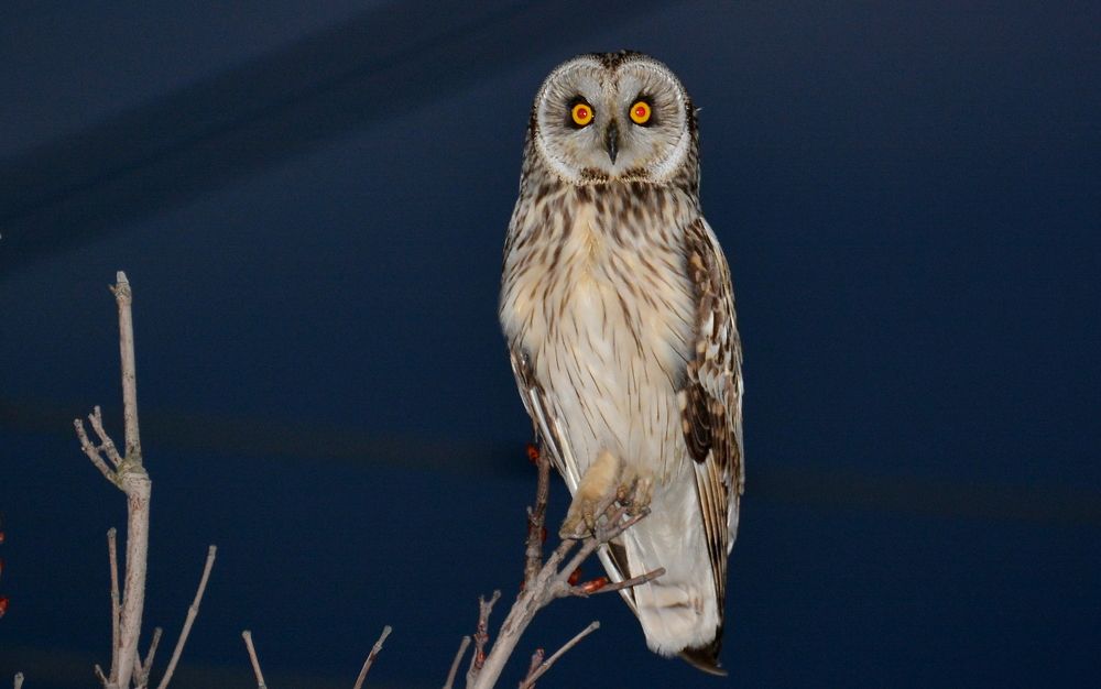 Неясыть серая