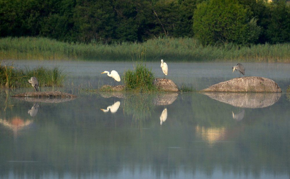 Серые и Белые цапли. Раннее утро. Ленинградская область.