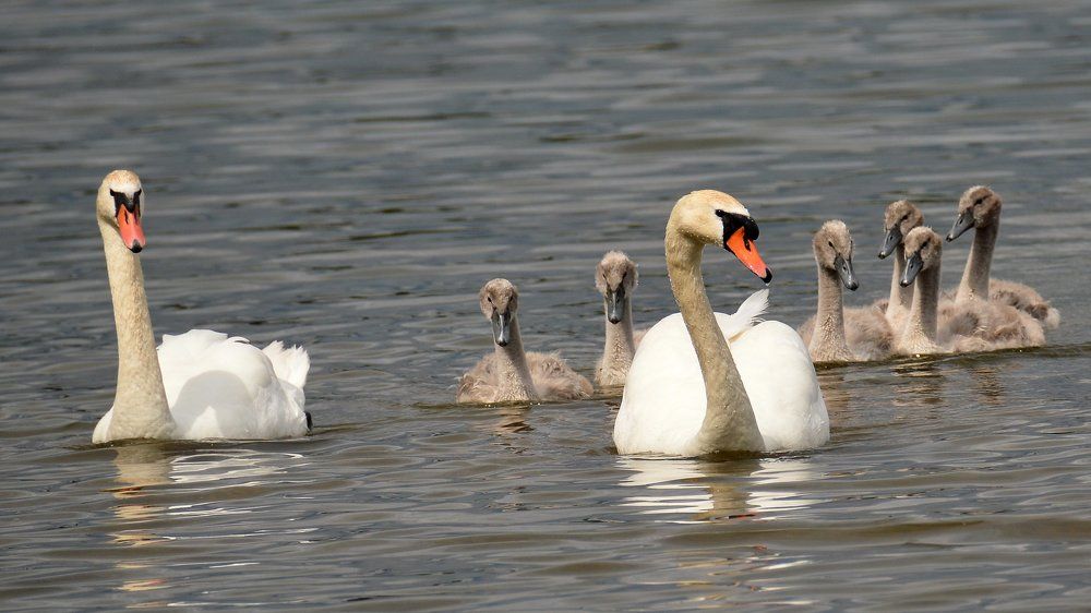 Семья лебедей-шипунов