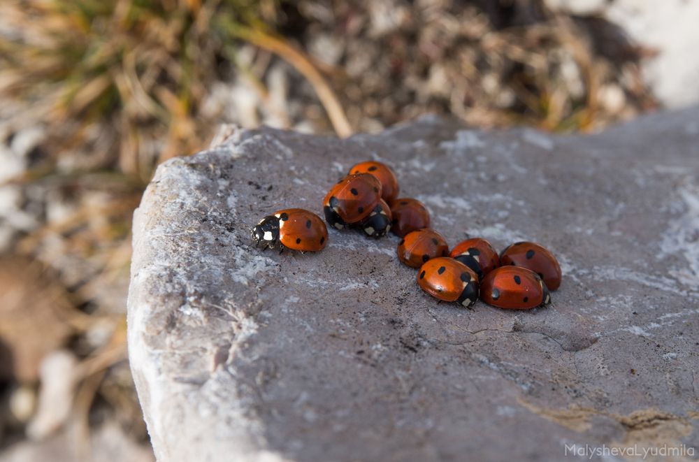 У божьих коровок поход