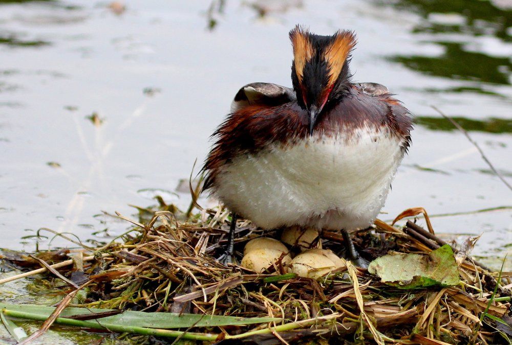 Красношейная поганка на гнезде.
