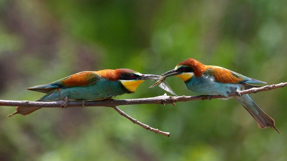 Щурки . Ритуал ухаживания