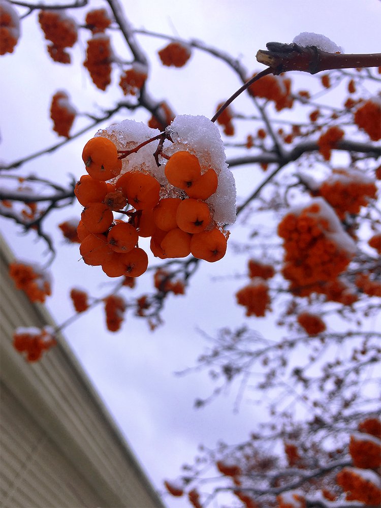 Рябина под первым снегом