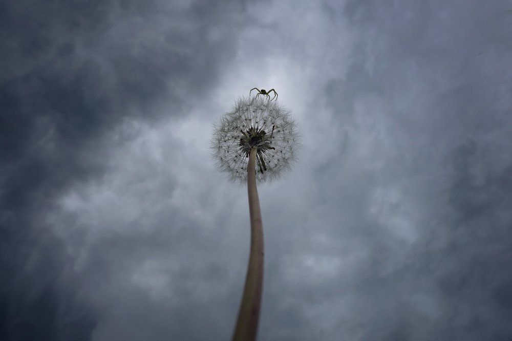 Выше только небо