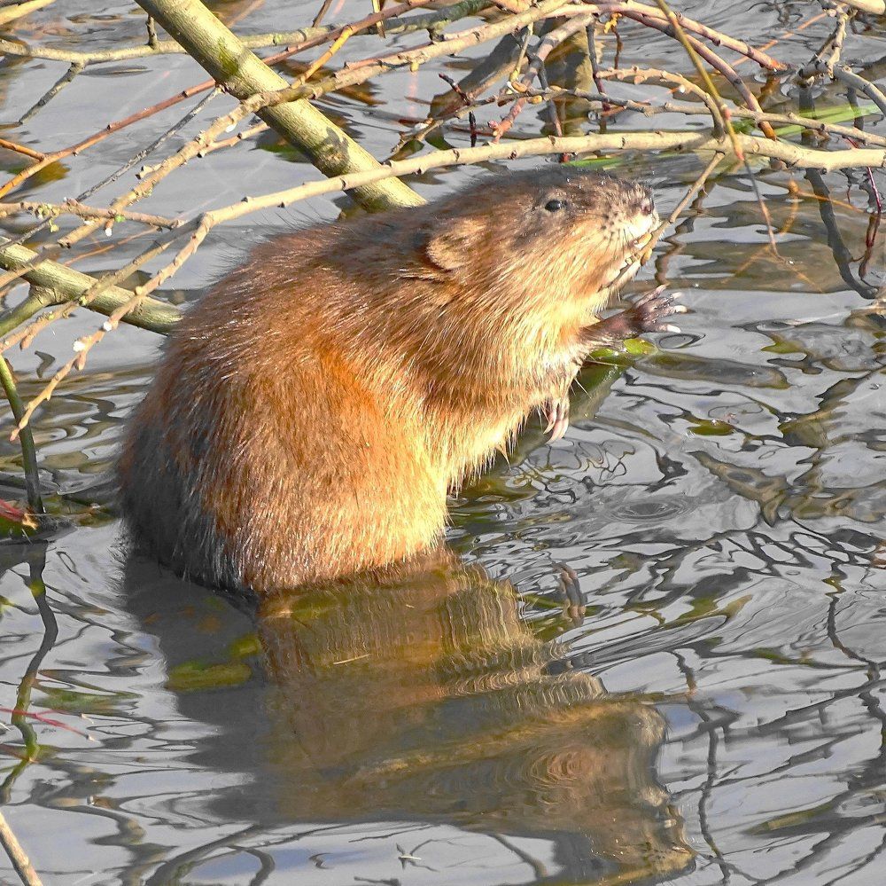 Ондатра с речки Химка (Москва)