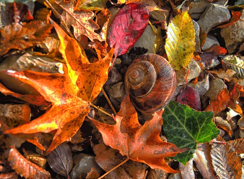 Осенний натюрморт