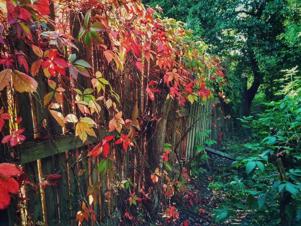 Осень наступает