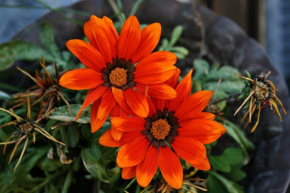 Flowers